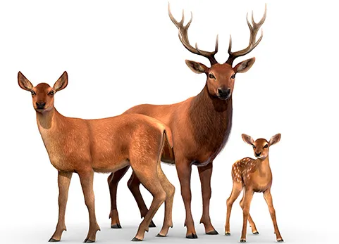 红鹿家族 - Red Deer Family