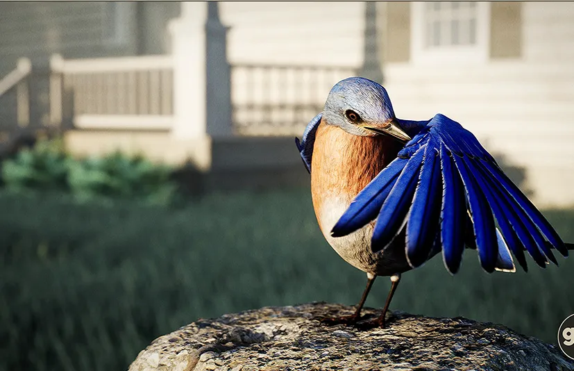 动物界 - 蓝鸟 - Animalia - Bluebird