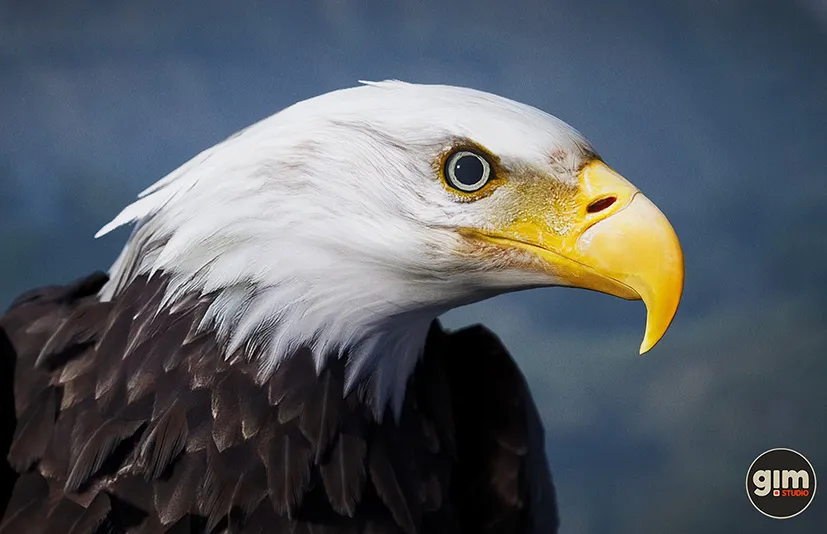 动物界 - 秃鹰 - Animalia - Bald and Golden Eagle