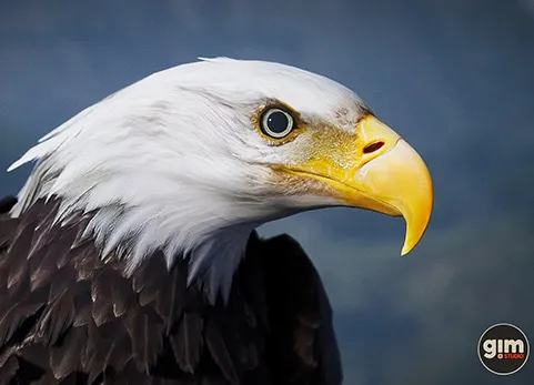 动物界 - 秃鹰 - Animalia - Bald and Golden Eagle