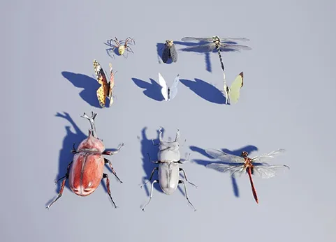 昆虫包 - Japanese Insect Pack