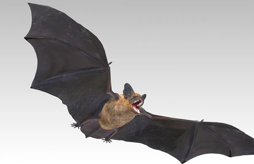 蝙蝠 - Common Pipistrelle Bat