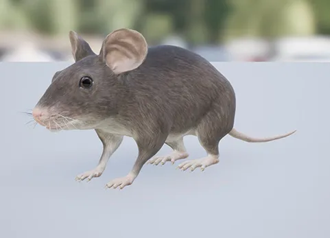 鼠 - Mouse