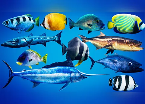 鱼群学校系统之鱼 - Fish for Fish School System