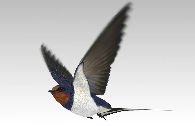 燕子 - Barn Swallow