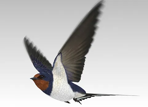 燕子 - Barn Swallow