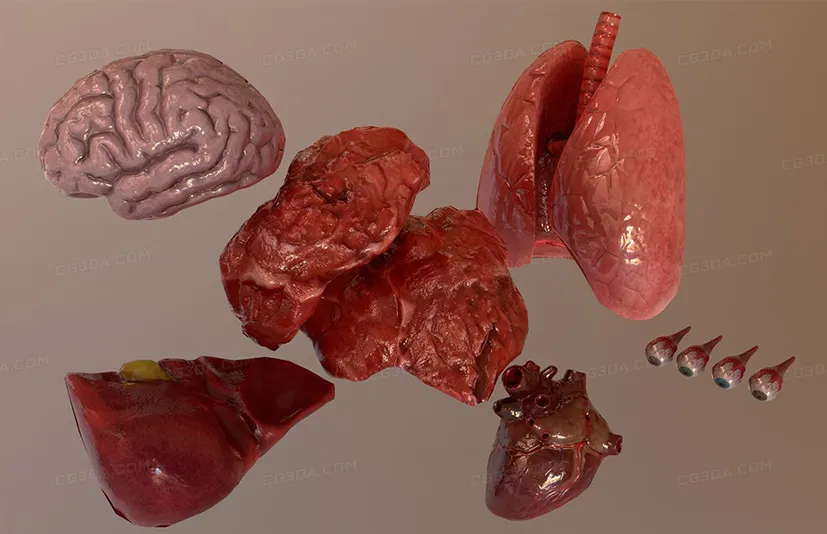 内脏器官（带动画）-Internal Organs Collection