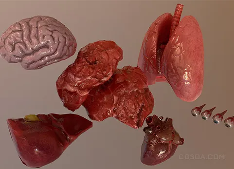 内脏器官（带动画）-Internal Organs Collection