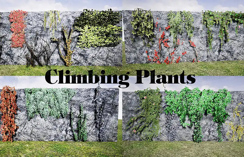 攀岩植物-Climbing Plants