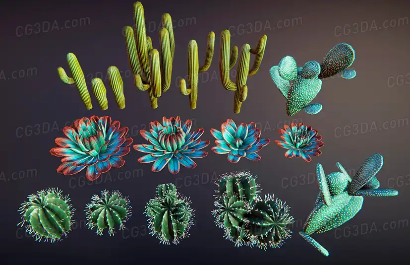 沙漠植物仙人掌-Cacti