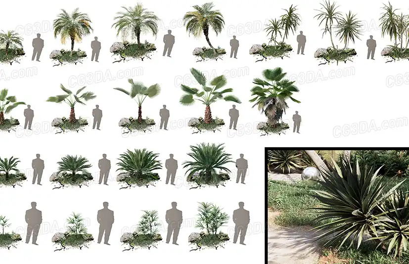 棕榈树-Realistic PALM TREE GRASS PLANTS