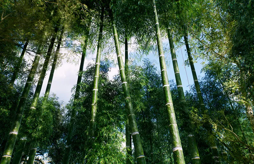 亚洲竹林 - Bamboo Asian forest