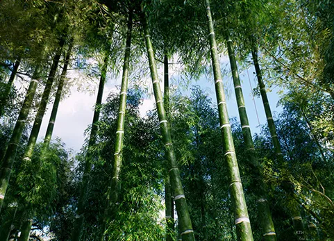 亚洲竹林 - Bamboo Asian forest