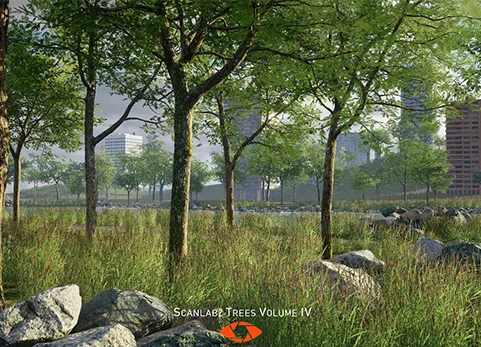 皂荚树 - Scanlabz Trees _ Honeylocust Tree