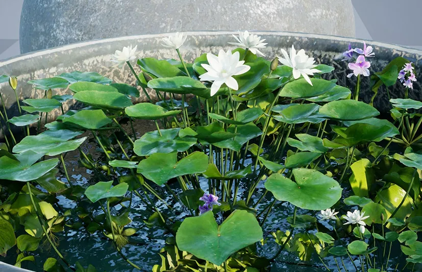 荷叶莲花植物与石缸 - Water tank Aquatic_plants