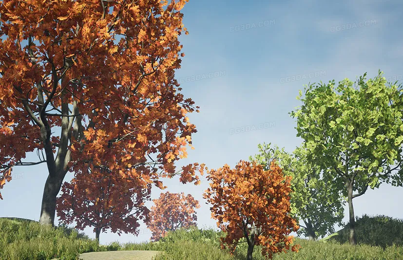 枫树包 - Tree Pack (Assorted Maple Trees)