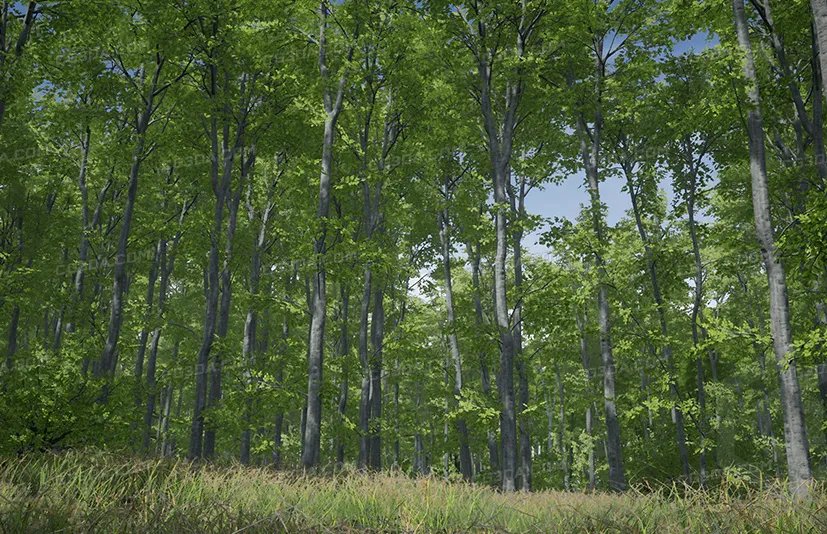 树木：山毛榉树 - Trees：Beech tree