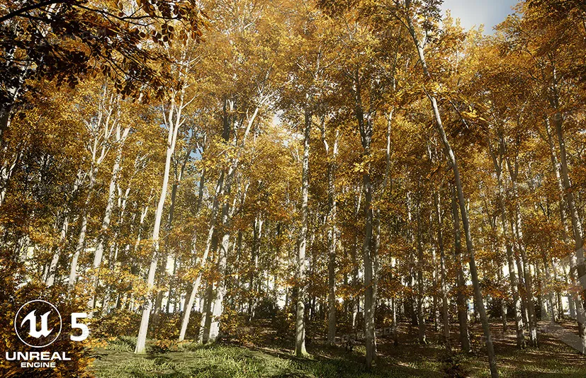 树木：山毛榉树 - Trees：Beech tree