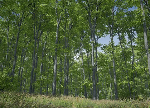树木：山毛榉树 - Trees：Beech tree