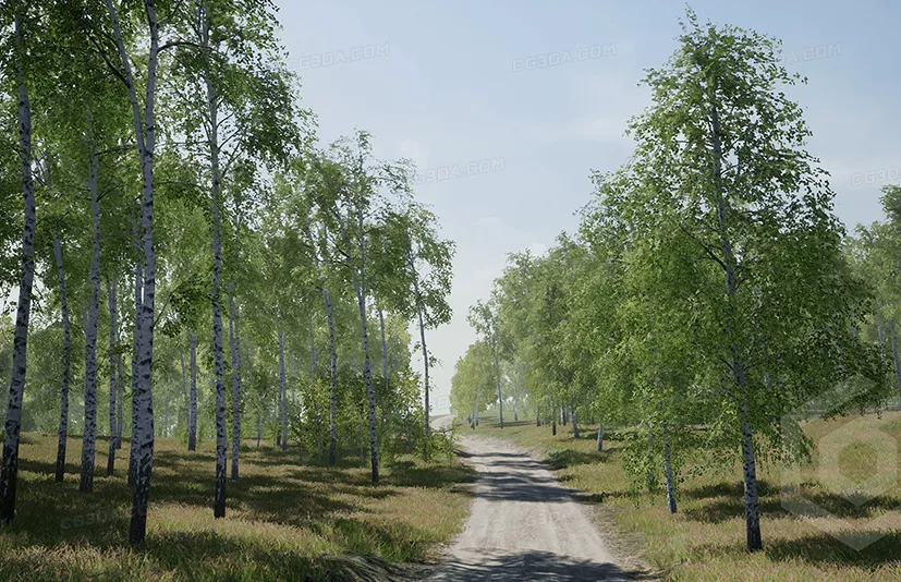 树木:桦树 - Trees: Birch Tree