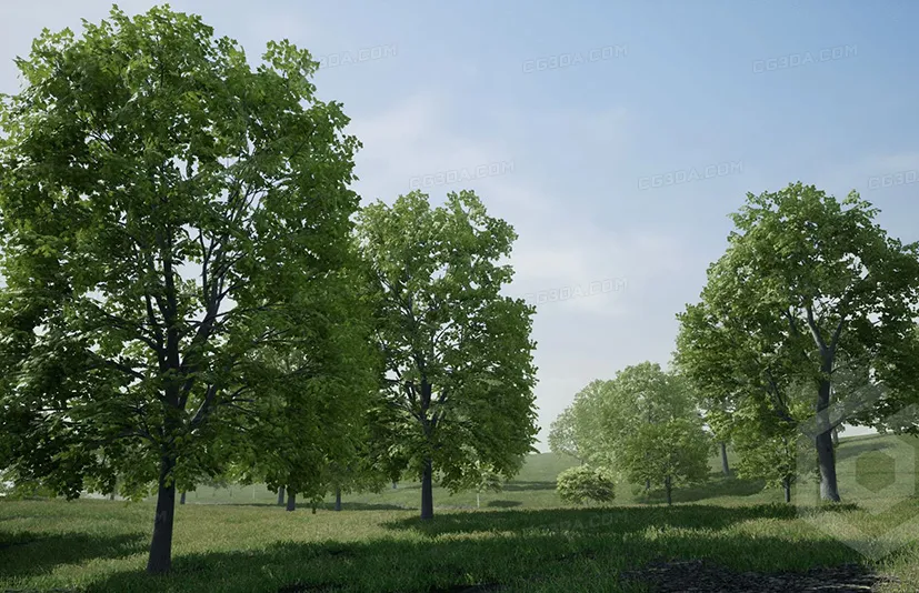树木:枫树 - Trees: Maple Tree