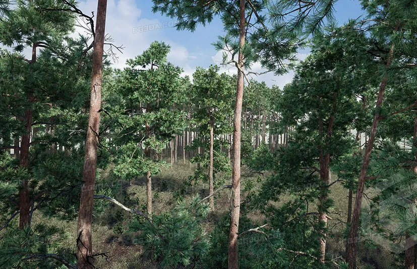 树木:松树 - Trees Pine Tree