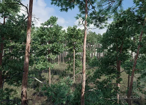 树木:松树 - Trees Pine Tree