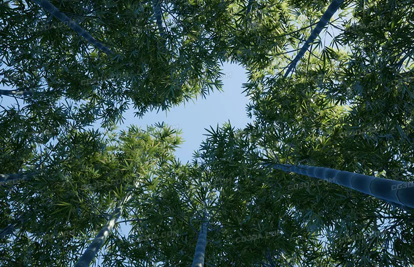 竹林-XBH TREE Vol. 3