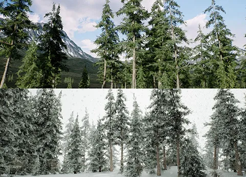 云杉林冬季和夏季 - Spruce forest winter and summer