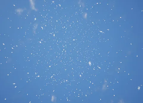特效天气 - Niagara Weather