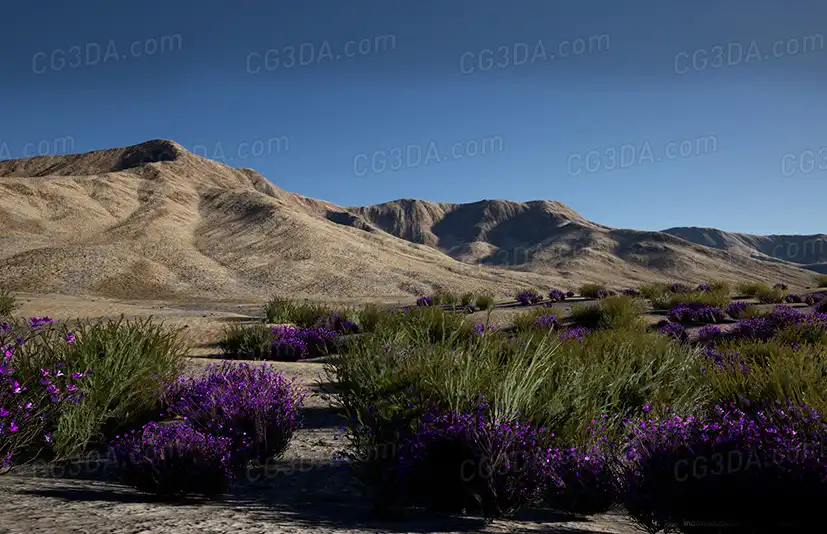 沙漠植被-Desert Vegetation