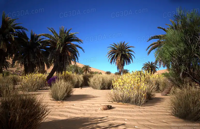 沙漠植被-Desert Vegetation