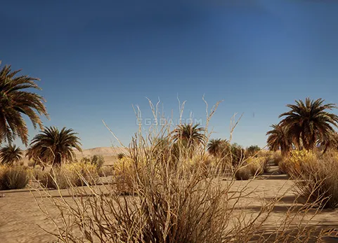沙漠植被-Desert Vegetation