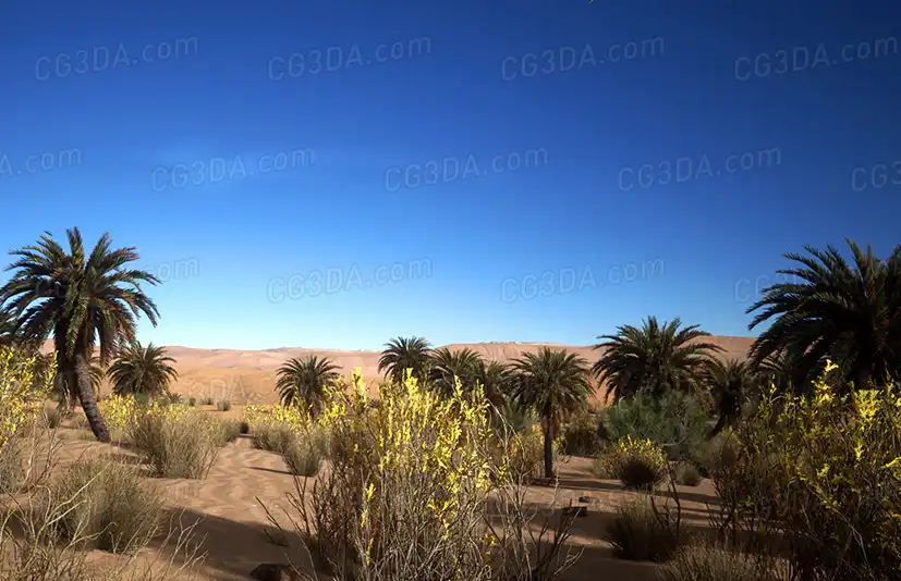 沙漠植被-Desert Vegetation